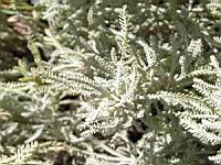 Santolina neapolitana 'Edward Bowles' (en Corse) (03) (Photo F. Mrugala)